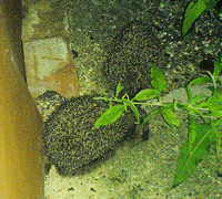 Hedgehogs in our garden
